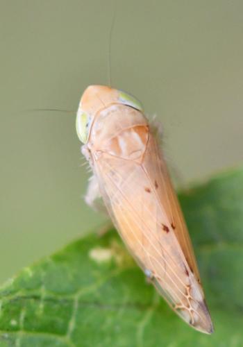Synophropsis lauri